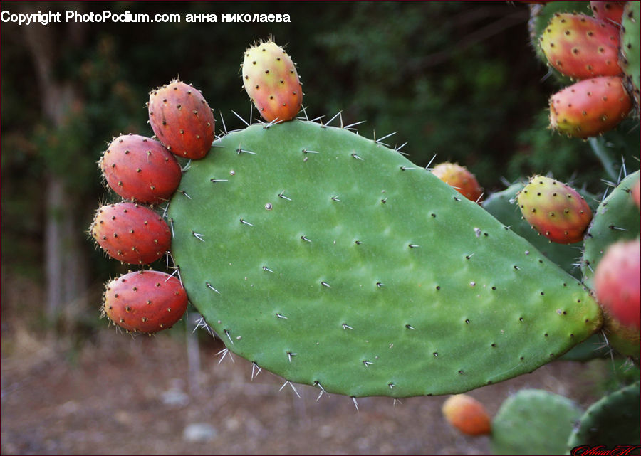 Cactus, Plant, Fruit, Agaric, Mushroom, Blossom, Flora