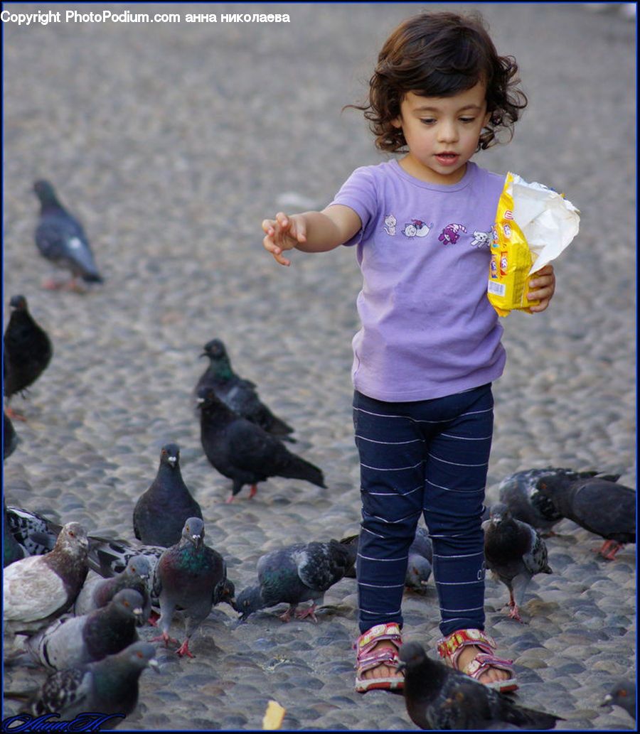 Human, People, Person, Bird, Pigeon, Dove
