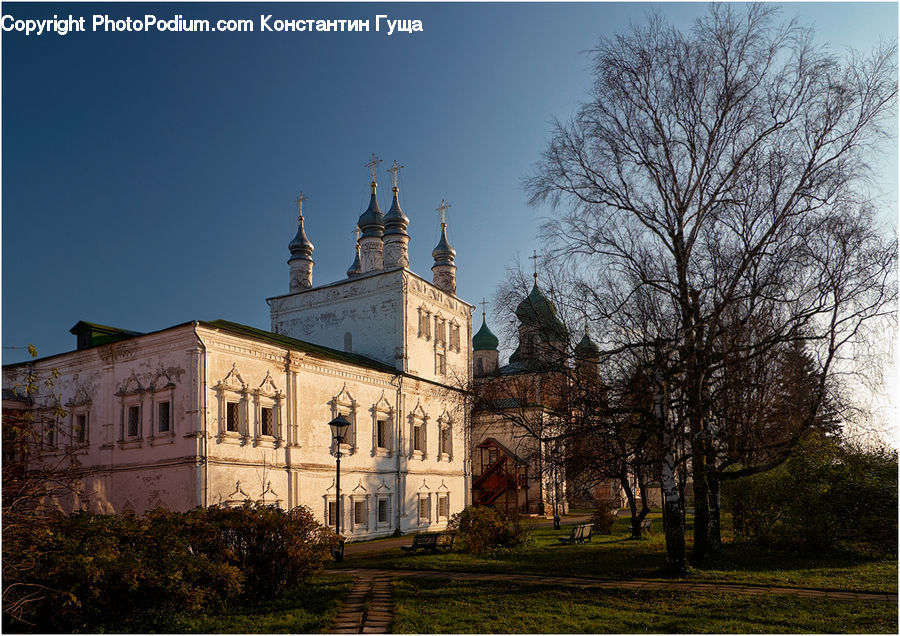 Plant, Potted Plant, Architecture, Mansion, Cathedral, Church, Worship