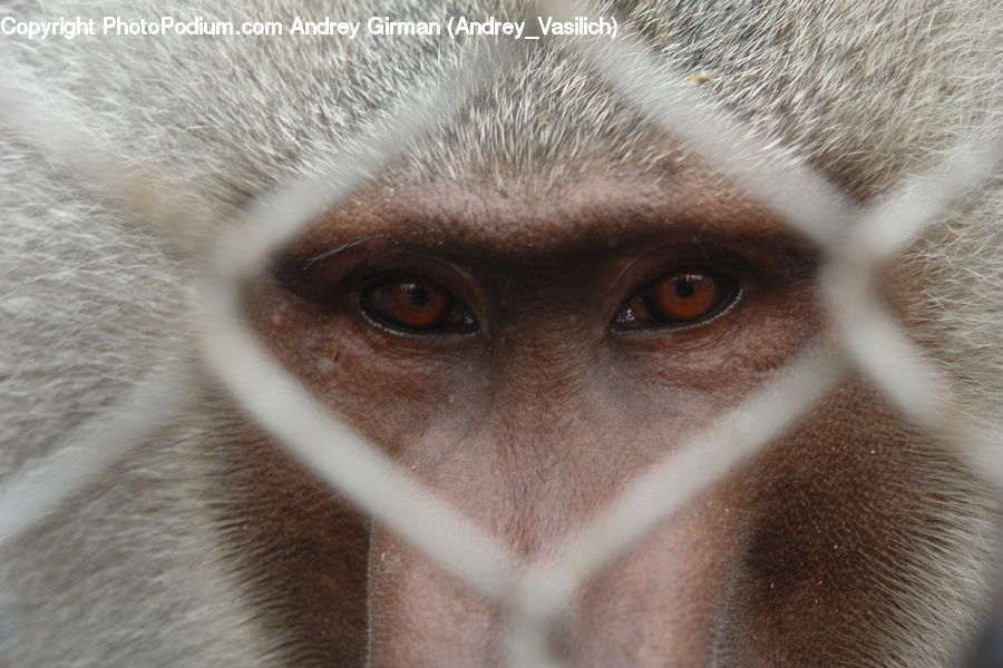 Animal, Mammal, Monkey