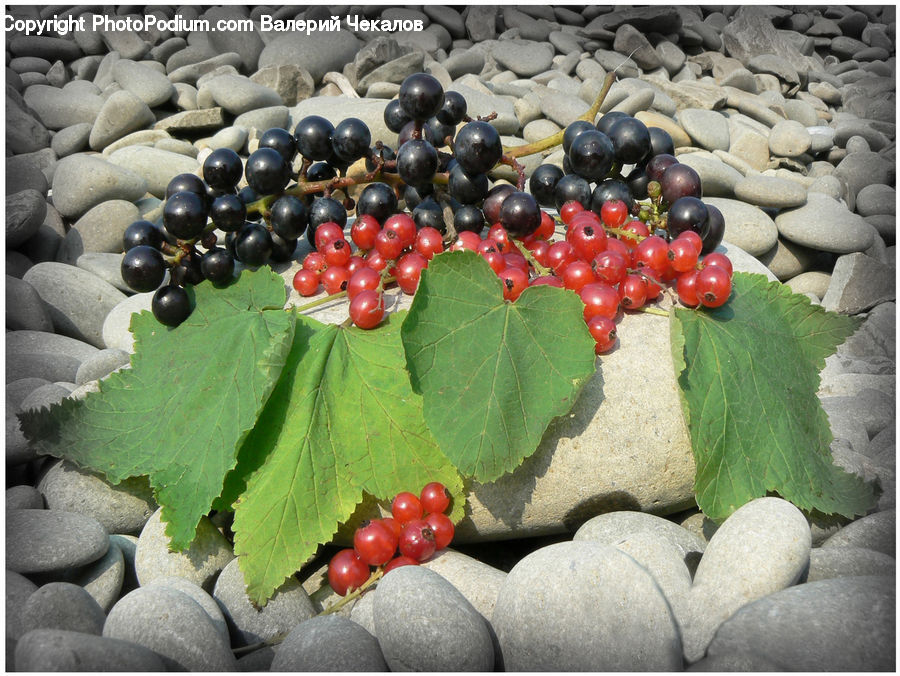 Fruit, Grapes, Floral Design, Flower, Flower Arrangement, Flower Bouquet, Ikebana