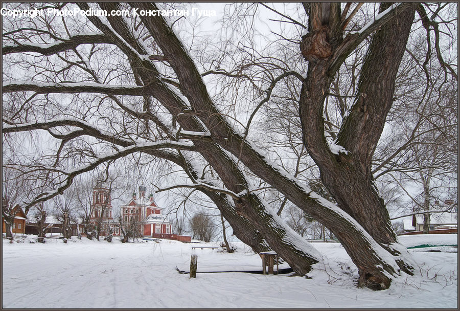 Plant, Tree, Oak, Wood, Ice, Outdoors, Snow