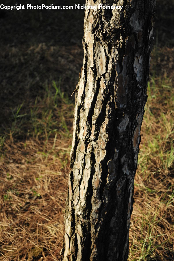 Tree Trunk, Birch, Tree, Wood, Oak, Plant, Sycamore