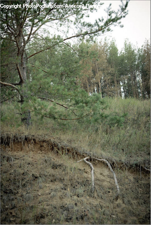 Dirt Road, Gravel, Road, Grassland, Outdoors, Savanna, Forest