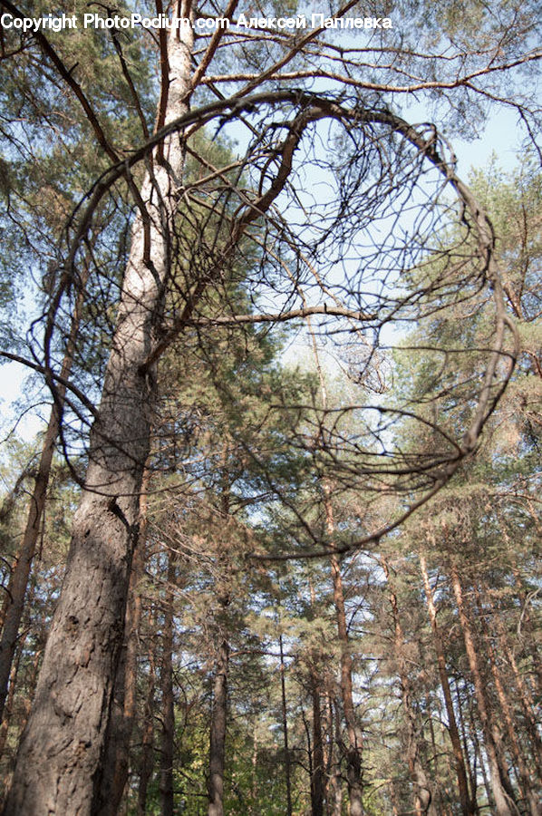 Birch, Tree, Wood, Conifer, Fir, Plant, Forest