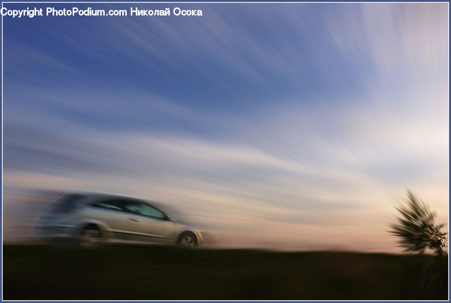 Automobile, Car, Coupe, Sports Car, Vehicle, Palm Tree, Plant