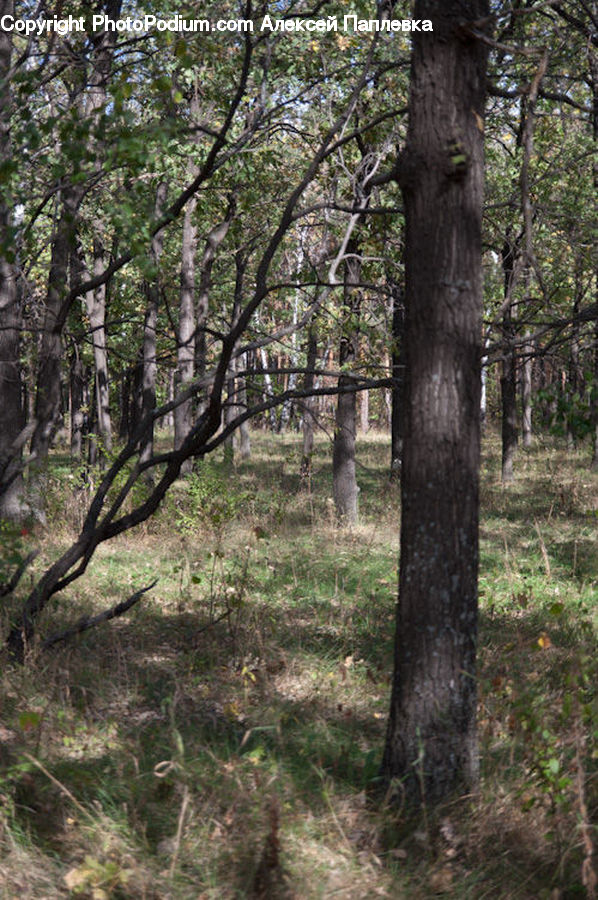Forest, Grove, Land, Vegetation, Jungle, Rainforest, Plant