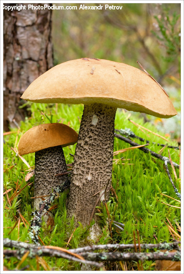 Agaric, Amanita, Fungus, Mushroom, Plant, Fern, Moss