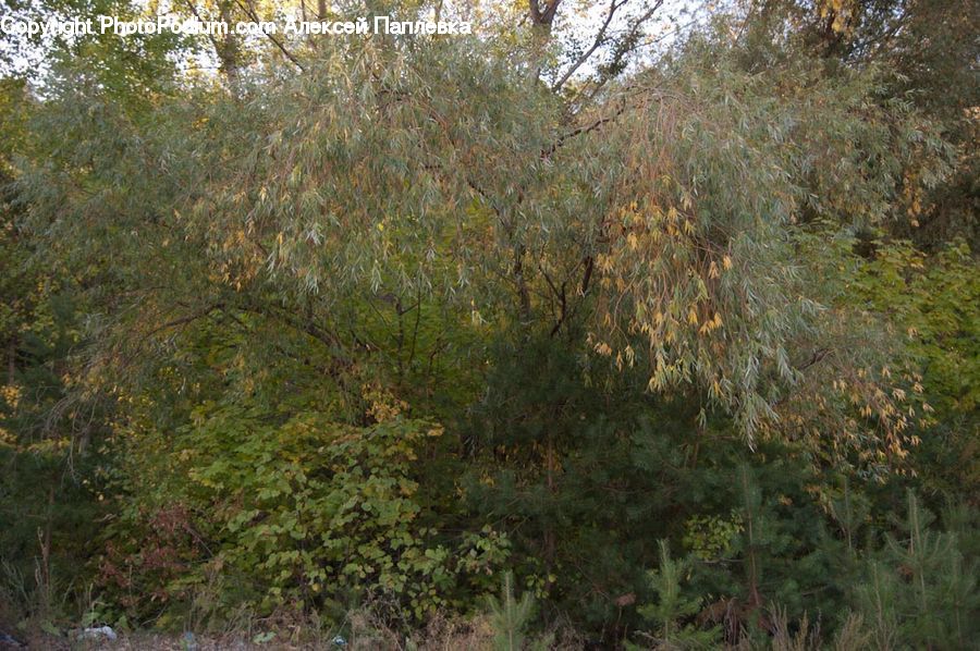 Conifer, Fir, Plant, Tree, Forest, Vegetation, Birch