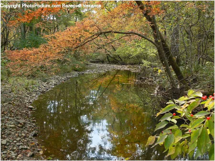 Outdoors, Pond, Water, Forest, Grove, Land, Plant