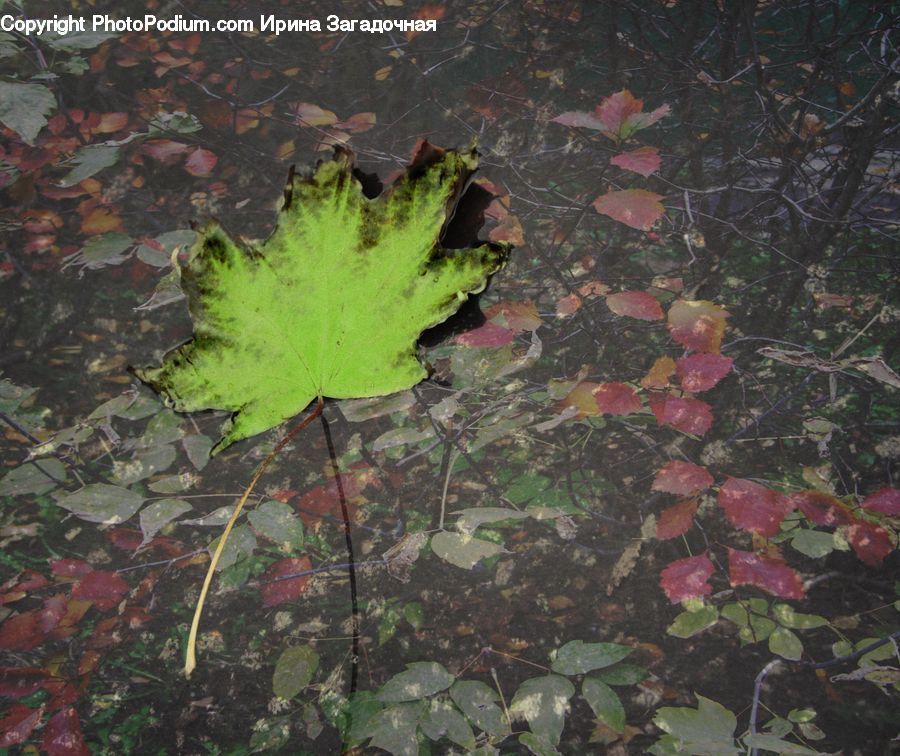 Ivy, Plant, Vine, Outdoors, Pond, Water, Flower