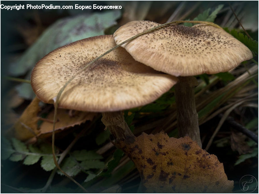 Agaric, Amanita, Fungus, Mushroom, Plant
