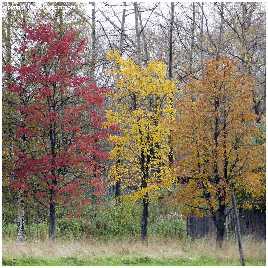 Plant, Tree, Conifer, Fir, Birch, Wood, Forest
