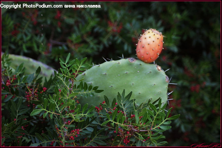 Cactus, Plant, Potted Plant, Conifer, Tree, Wood, Yew