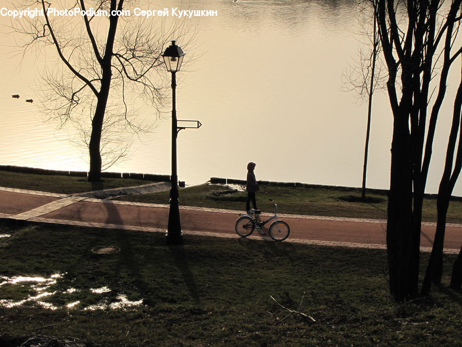 Bicycle, Bike, Mountain Bike, Vehicle, Plant, Tree, Silhouette