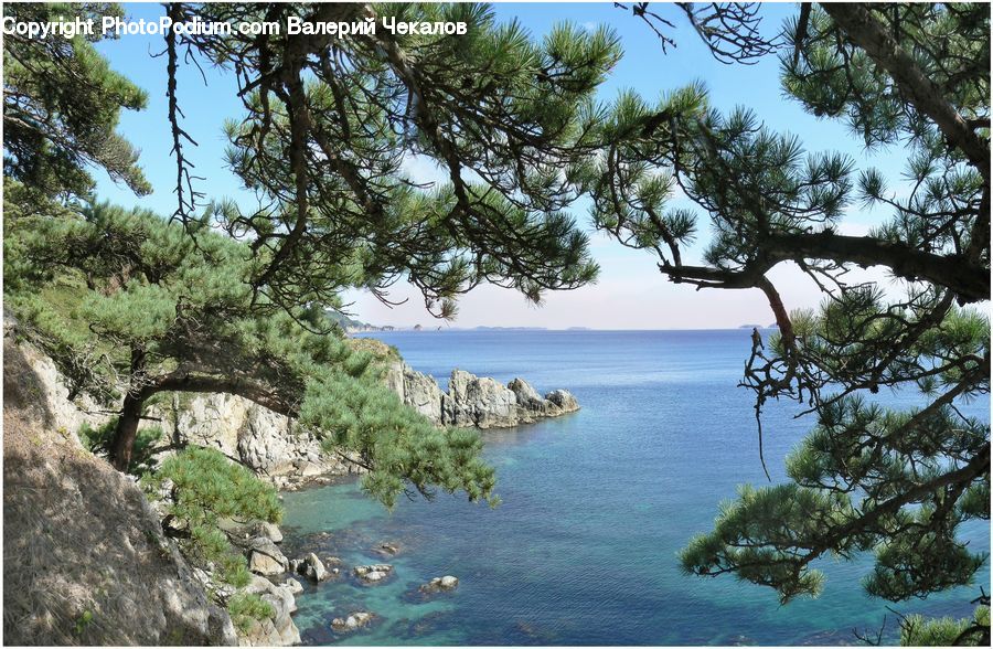 Coast, Cove, Outdoors, Sea, Water, Conifer, Fir