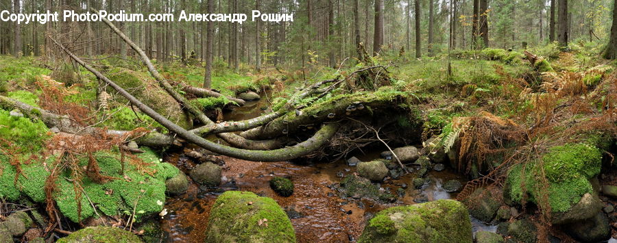 Forest, Vegetation, Fern, Plant, Jungle, Rainforest, Bush