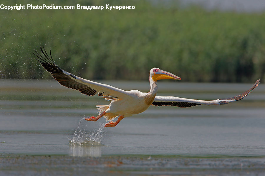 Bird, Pelican, Beak, Crane Bird, Heron, Booby, Goose