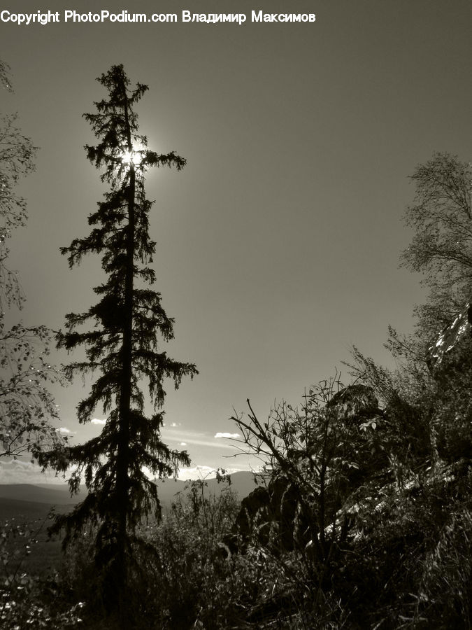 Conifer, Fir, Spruce, Wood, Plant, Tree, Bush