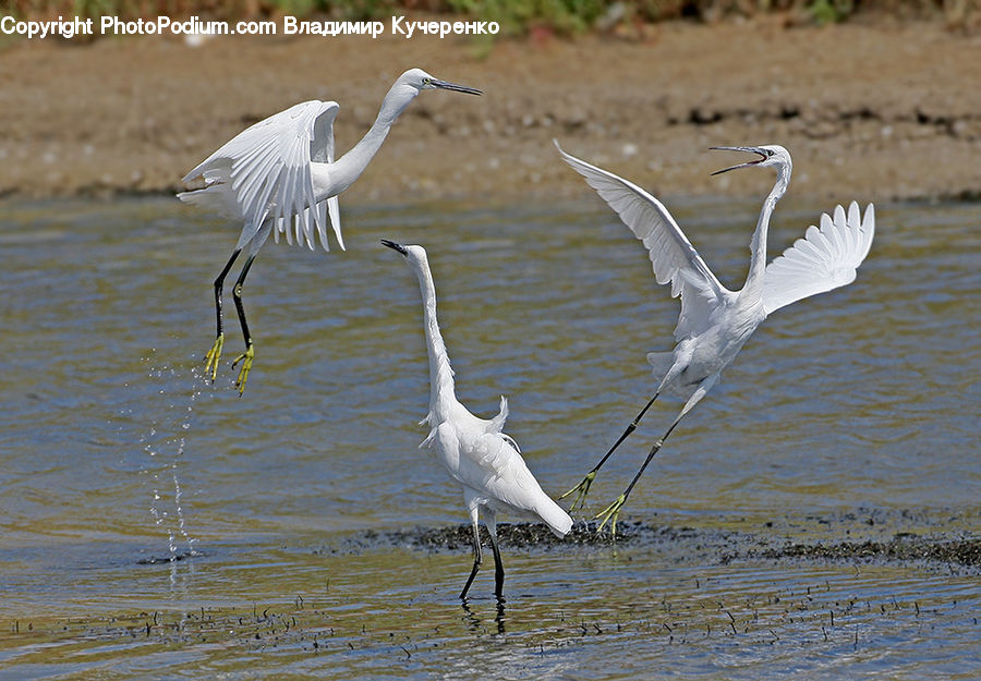 Bird, Crane Bird, Heron, Ardeidae, Egret, Waterfowl, Land