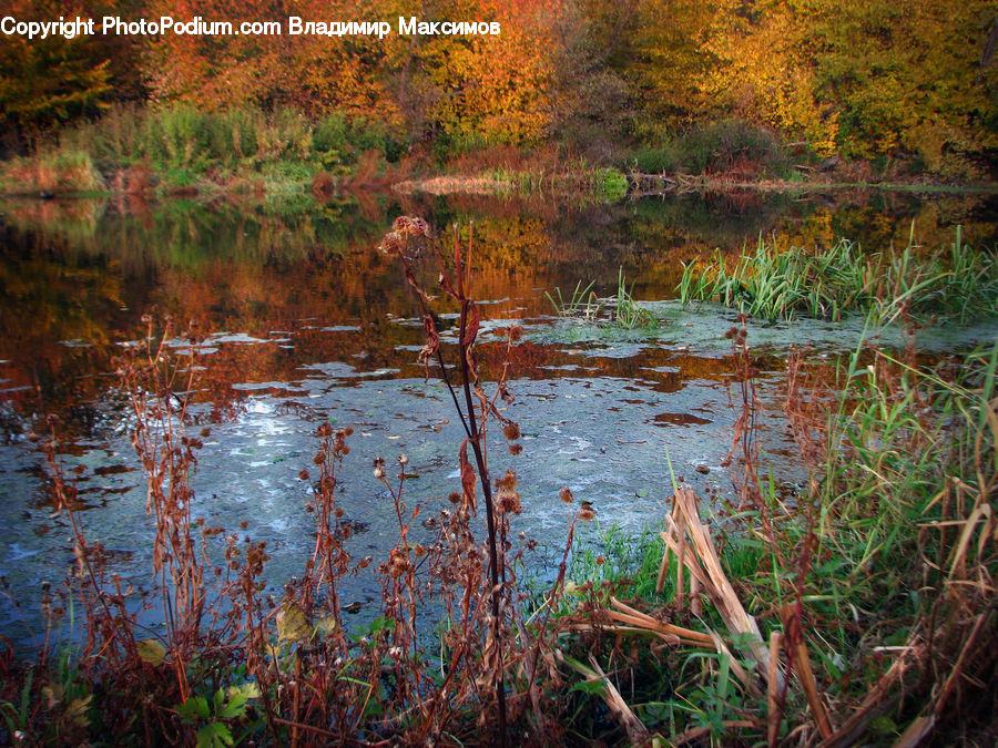 Land, Marsh, Pond, Swamp, Water, Outdoors, Field
