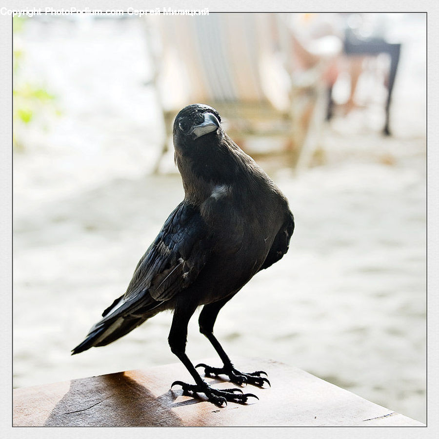 Bird, Blackbird, Crow, Beak, Head, Portrait