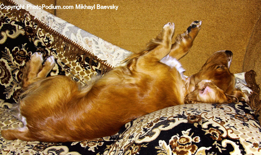 Animal, Canine, Cocker Spaniel, Dog, Mammal, Pet, Spaniel