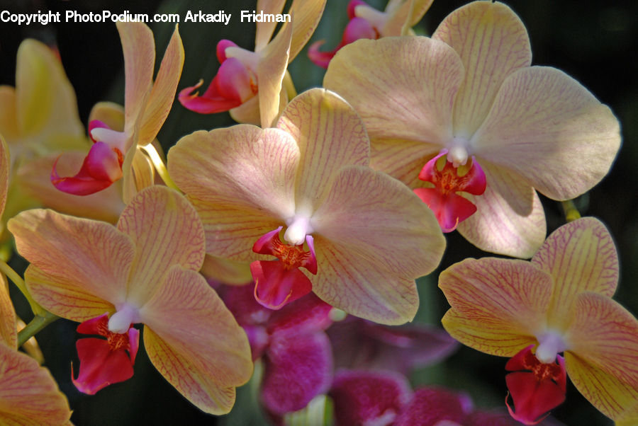 Blossom, Flora, Flower, Orchid, Plant, Gladiolus, Petal