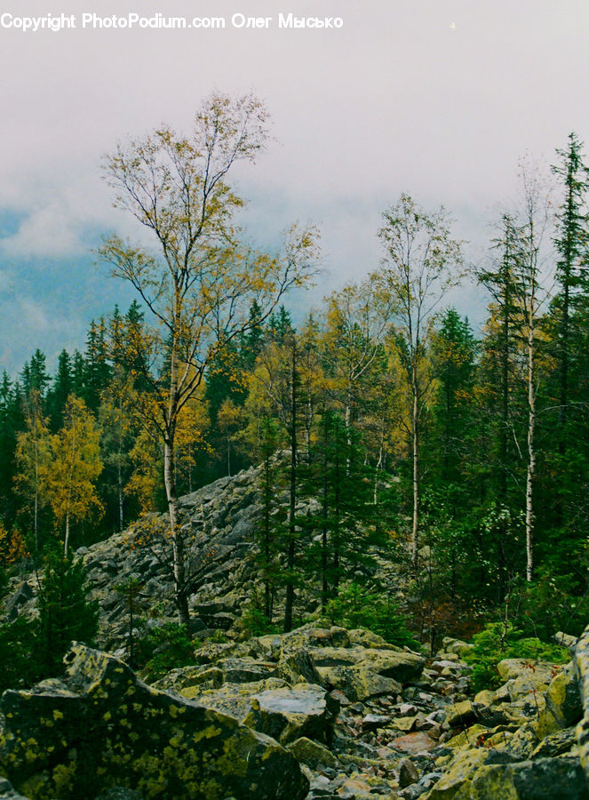 Forest, Vegetation, Conifer, Fir, Plant, Tree, Land