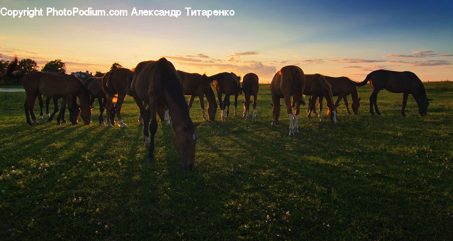 Animal, Horse, Mammal, Field, Grass, Grassland, Land