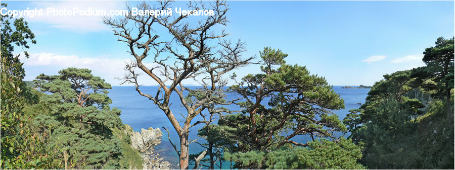 Conifer, Fir, Plant, Tree, Wood, Yew, Pine