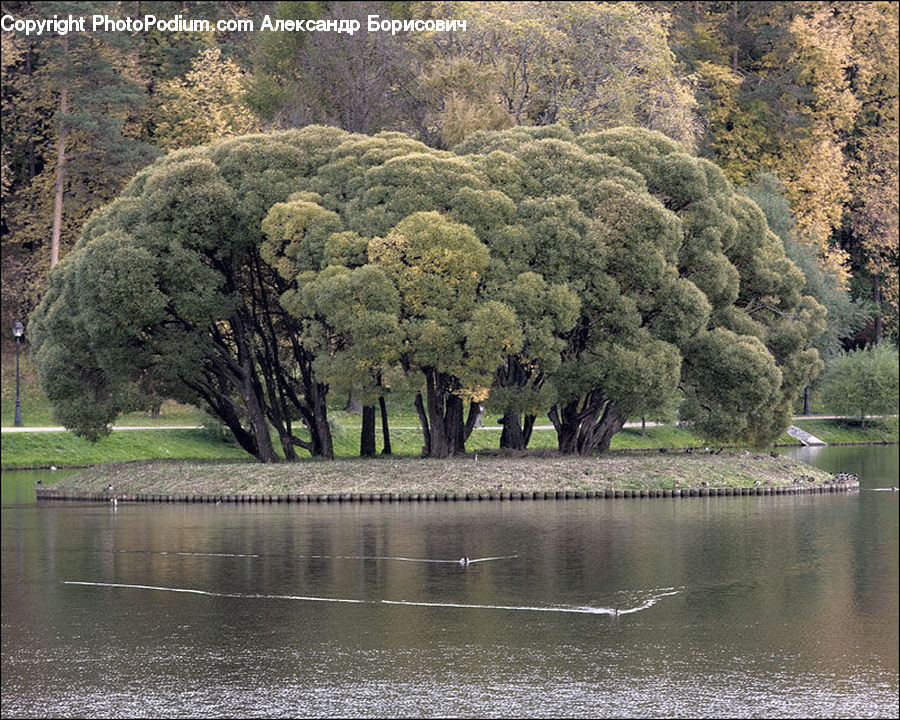 Moss, Plant, Conifer, Fir, Tree, Park, Vegetation