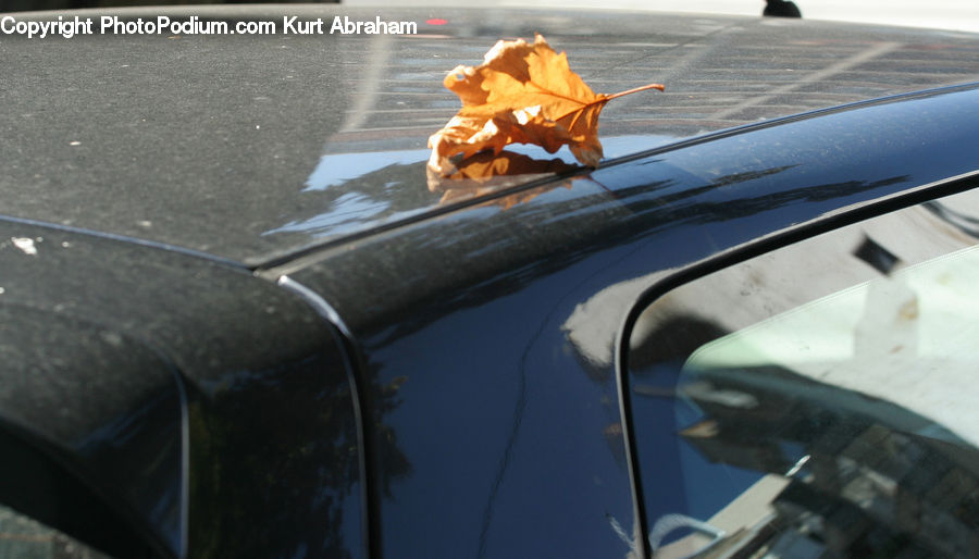 Maple, Maple Leaf, Plant, Paper, Pavement, Leaf, Food