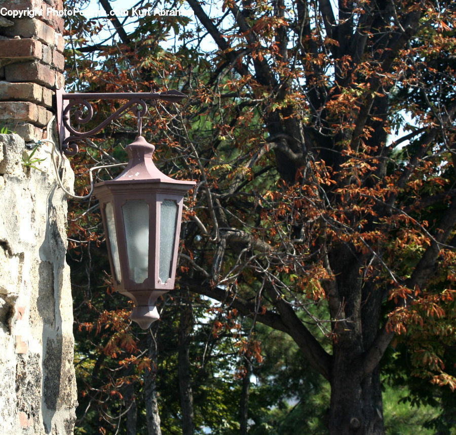 Oak, Tree, Wood, Lantern, Conifer, Fir, Plant
