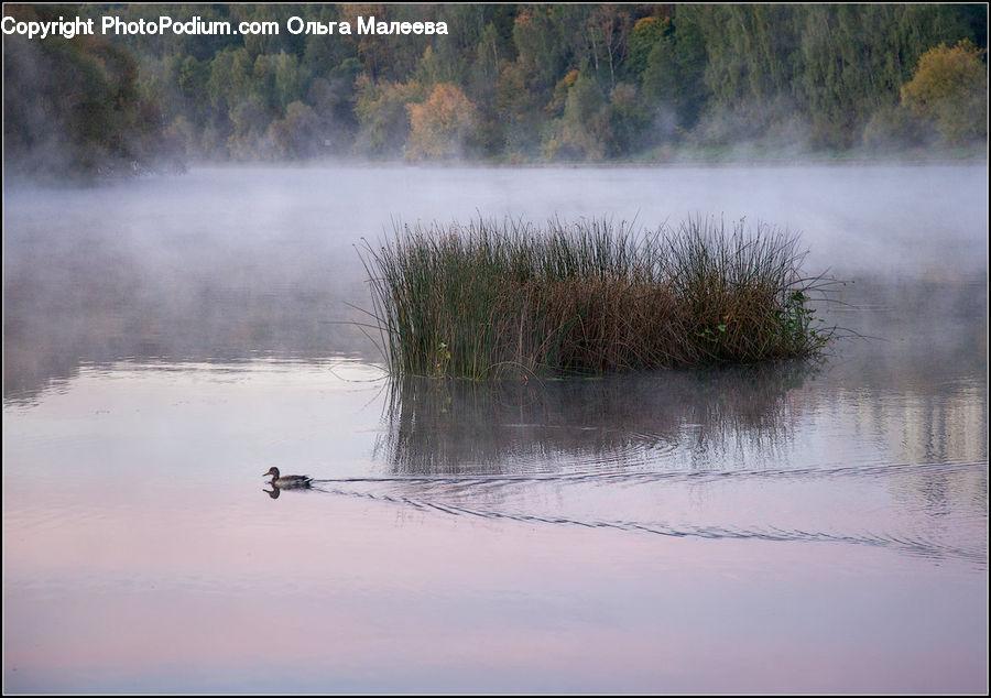 Land, Marsh, Pond, Swamp, Water