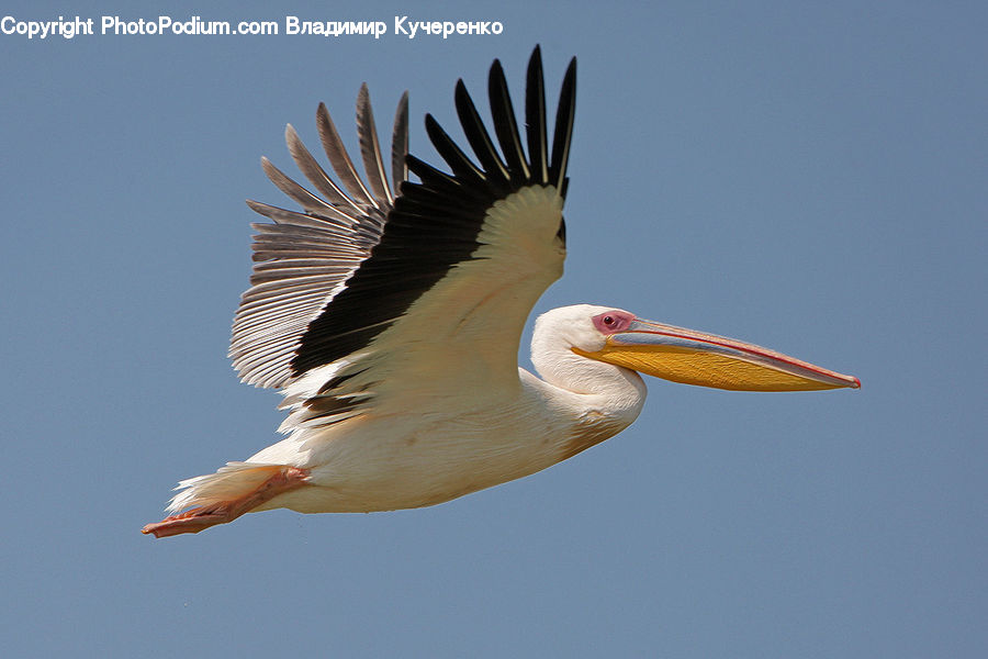 Beak, Bird, Pelican, Head, Portrait, Booby, Stork