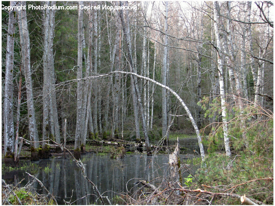 Land, Marsh, Outdoors, Swamp, Water, Birch, Tree