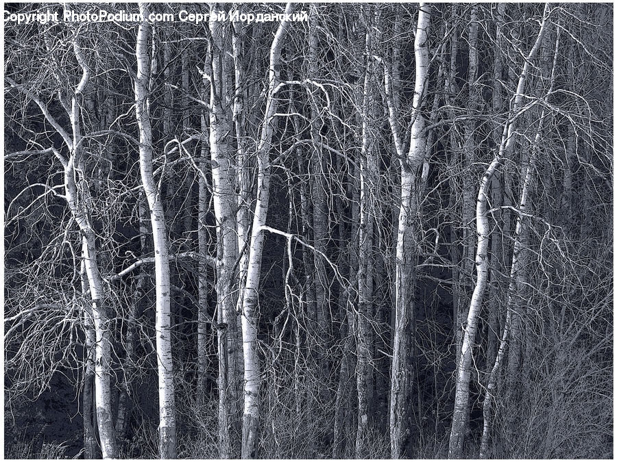 Birch, Tree, Wood, Forest, Vegetation, Plant, Ice