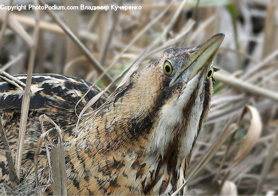Field, Grass, Grassland, Plant, Beak, Bird, Vegetation
