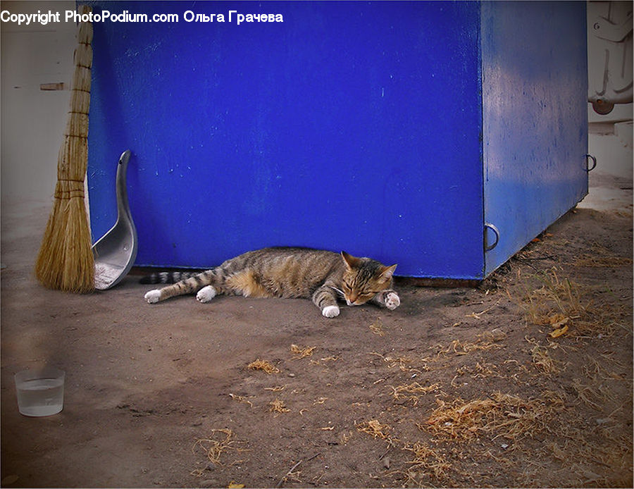 Broom, Animal, Cat, Mammal, Pet, Kitten, Adorable