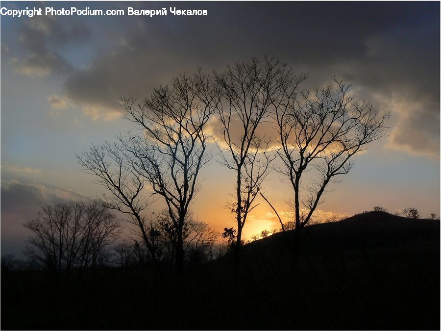 Plant, Tree, Dawn, Dusk, Red Sky, Sky, Sunrise
