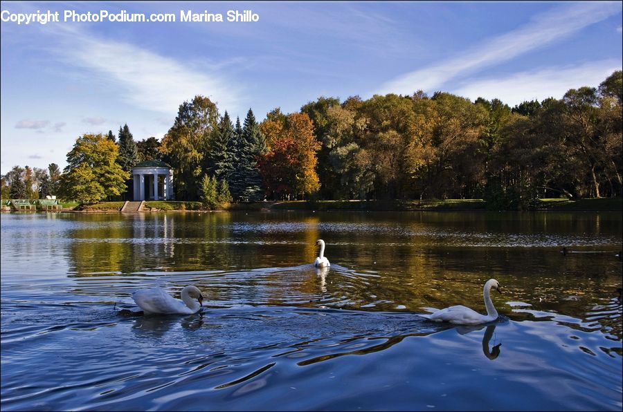 Lake, Outdoors, Water, Pond, River, Forest, Grove