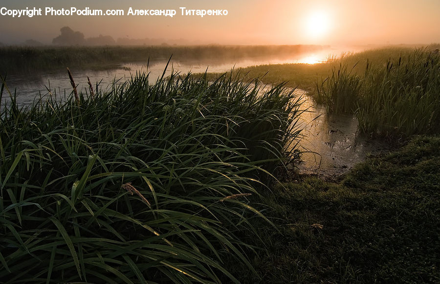 Grass, Plant, Reed, Field, Grassland, Dawn, Dusk