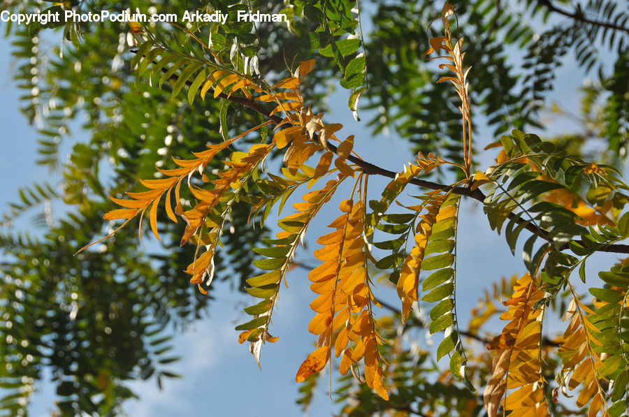 Conifer, Fir, Plant, Tree, Butterfly, Insect, Monarch