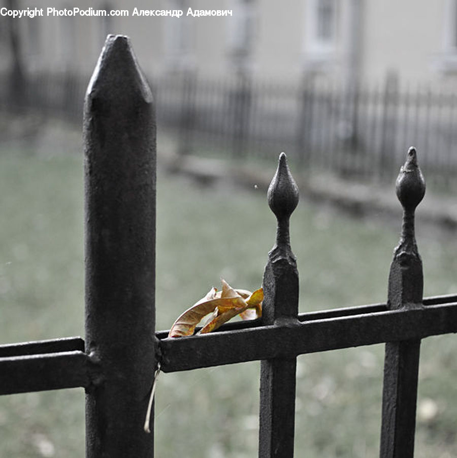 Railing, Bird, Finch