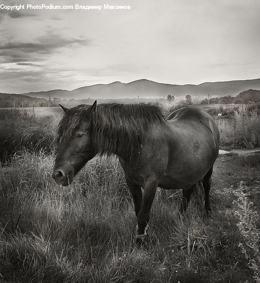 Countryside, Grassland, Grazing, Outdoors, Pasture, Ranch, Animal