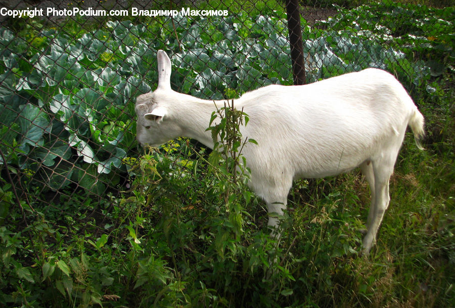 Animal, Goat, Mammal, Mountain Goat, Bird, Booby, Ivy