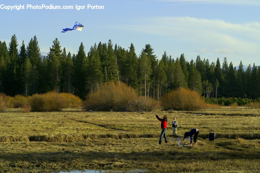 Leisure Activities, Conifer, Fir, Plant, Tree, Pine, Spruce