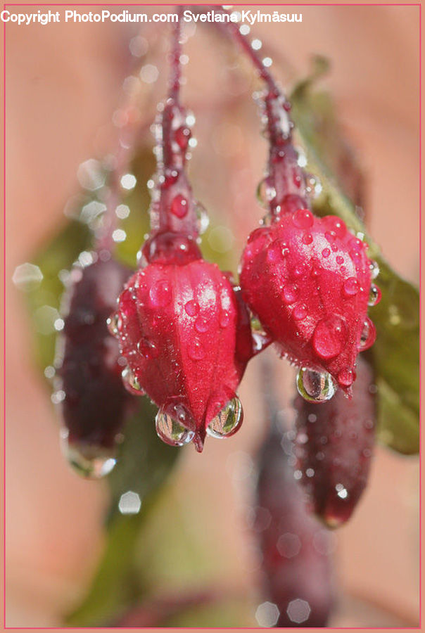 Fruit, Cherry, Ornament, Blossom, Flora, Flower, Plant