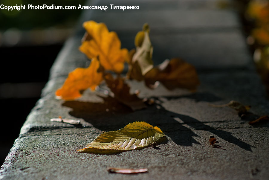 Crawling, Asphalt, Tarmac, Leaf, Plant, Cake, Dessert